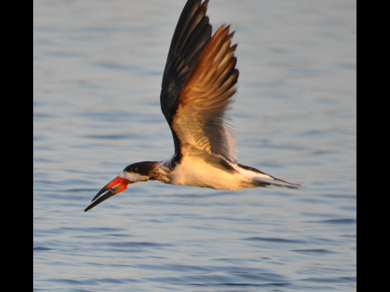DSC_0626b.JPG