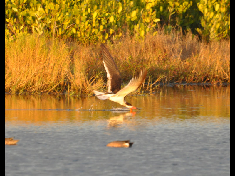 DSC_0640b.JPG