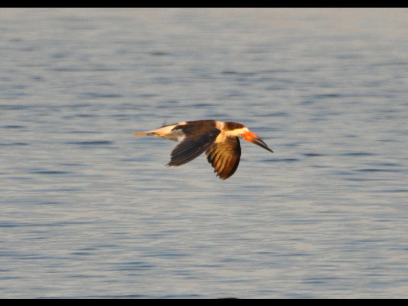 DSC_0656b.JPG