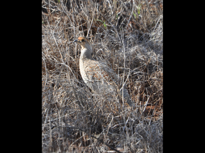 DSC_0783b.JPG
