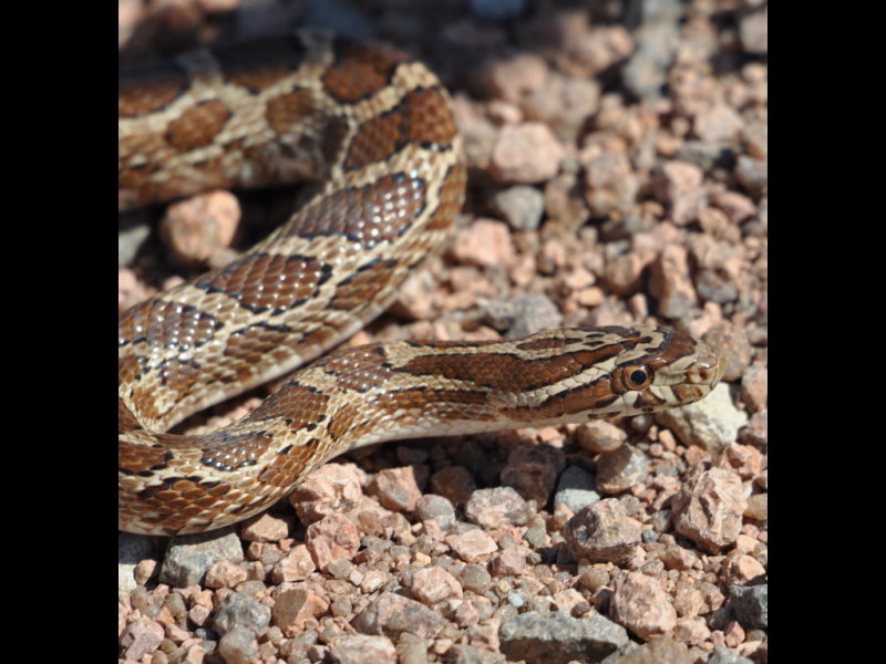 DSC_0929r.JPG