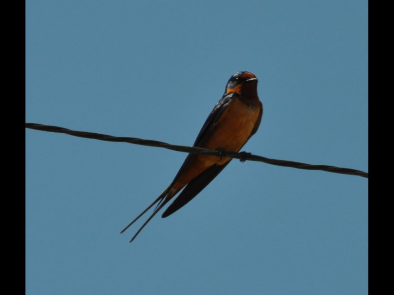 DSC_0848b.JPG