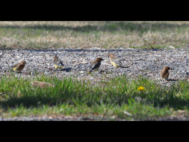 DSC_0323b.JPG