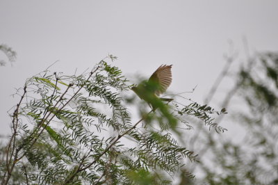 DSC_0014.JPG