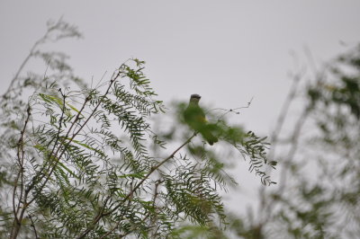 DSC_0016.JPG