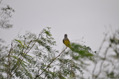 DSC_0017.JPG