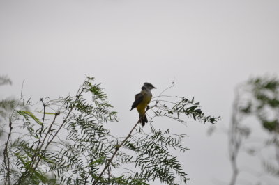 DSC_0018.JPG