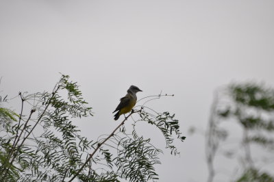 DSC_0019.JPG