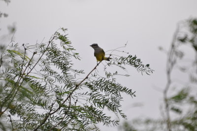 DSC_0020.JPG