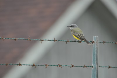 DSC_0056.JPG