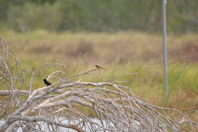 Kingbirds in Texas