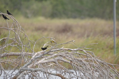 DSC_1101.JPG