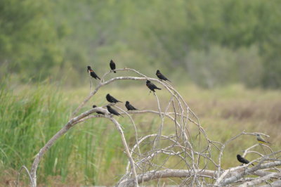 DSC_1102.JPG