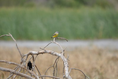 DSC_1207.JPG