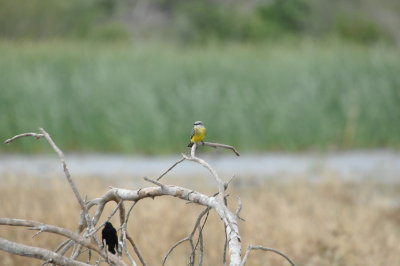 DSC_1211.JPG