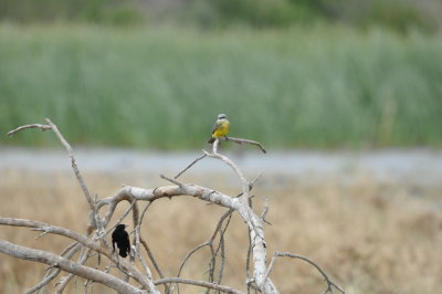 DSC_1212.JPG
