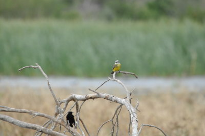 DSC_1213.JPG