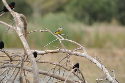 DSC_1231.JPG
