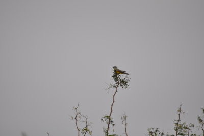 DSC_1297.JPG