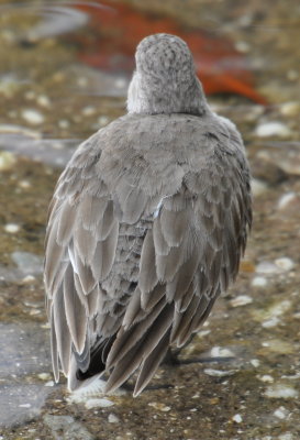 DSC_0869b.JPG