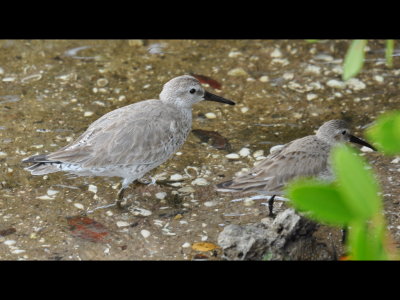 DSC_0876b.JPG