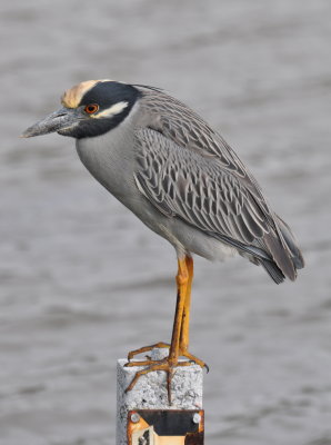 DSC_0939b.JPG