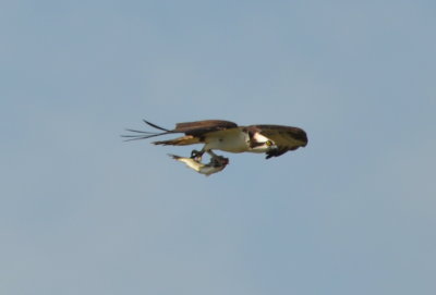 DSC_0959b.JPG