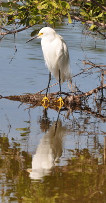 DSC_0973b.JPG