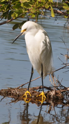 DSC_0974b.JPG