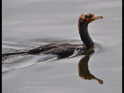 DSC_0040b.JPG