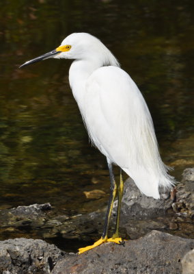 DSC_0047b.JPG