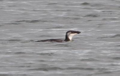 DSC_0154b.JPG