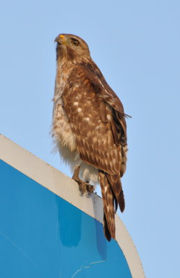 DSC_0216b.JPG