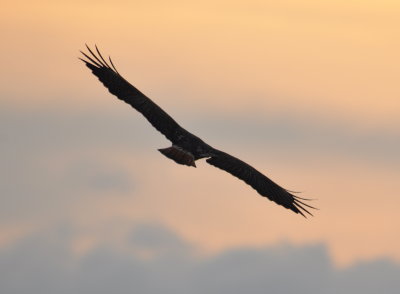 DSC_0234b.JPG