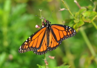 Male Monarch butterfly on a flower on the grounds of the Edison-Ford winter estate, Ft Myers, FL, 2013-1-19.