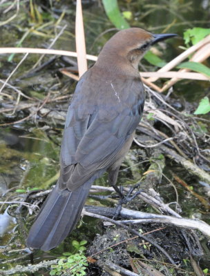 DSC_0327b.JPG
