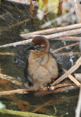 DSC_0333b.JPG