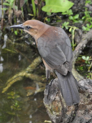 DSC_0337b.JPG