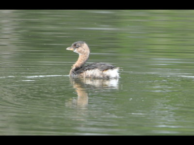 DSC_0407b.JPG