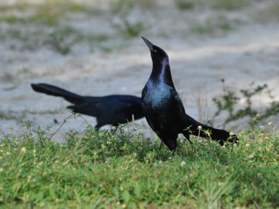 DSC_0610b.JPG