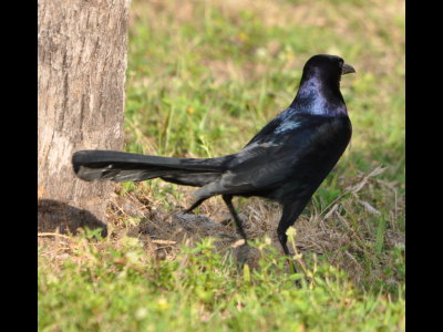 DSC_0620b.JPG