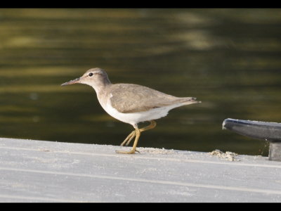 DSC_0649b.JPG
