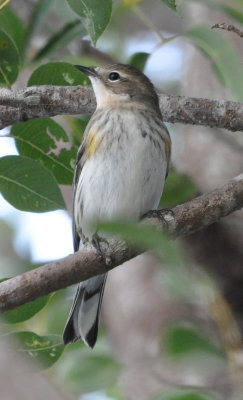 DSC_0738b.JPG
