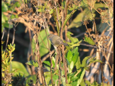 DSC_0011b.JPG