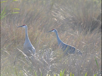 DSC_0135b.JPG