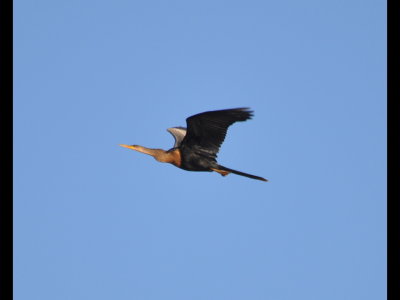 DSC_0169b.JPG