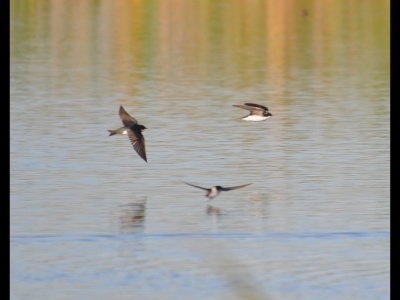 DSC_0267b.JPG