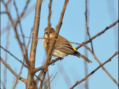 DSC_0289b.JPG