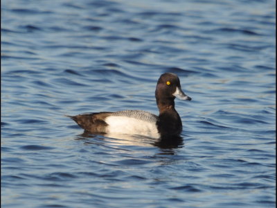 DSC_0307b.JPG