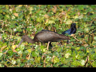 DSC_0313b.JPG